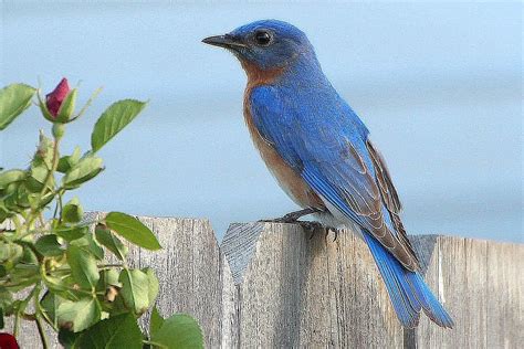 Easy Ways To Attract Bluebirds To Your Yard Backyard Birds Watching