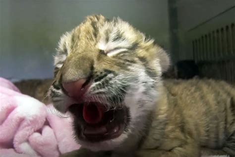 Rare And Adorable Amur Tiger Trio Born At Columbus Zoo Zooborns