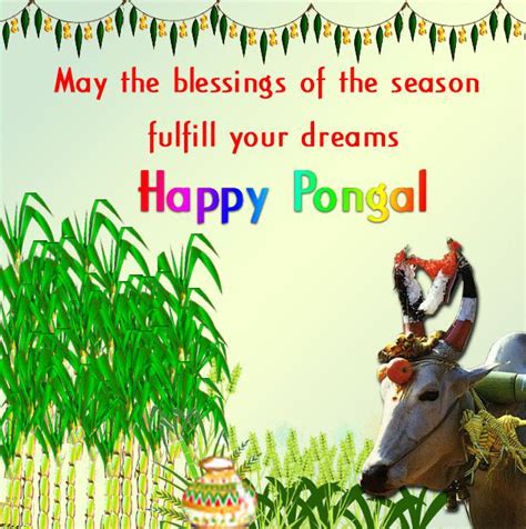 Pongal festival is just a few days to go so let me express my best pongal wishes and pongal greetings to all tamil nadu who are about ready to. Happy Tamil Pongal Greetings & Wallpapers Free Download
