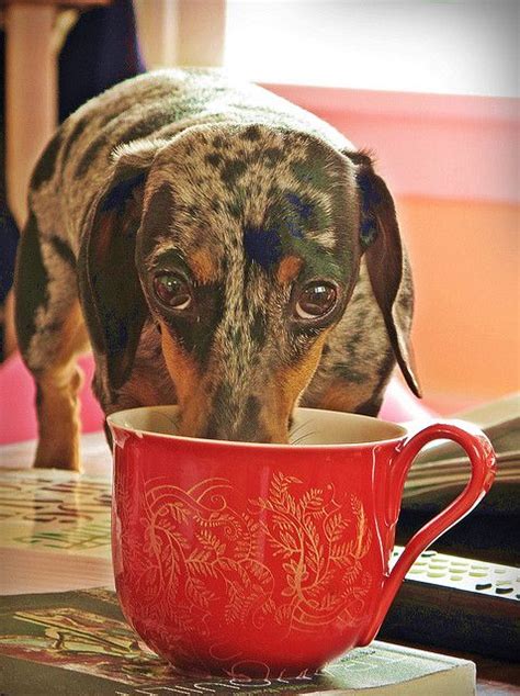 9 Best Images About Animals Love Coffee Too On Pinterest