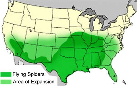 Black widows live in warm places and webs,indoors. Look for venomous Flying Spiders....... (2015, move, yard ...