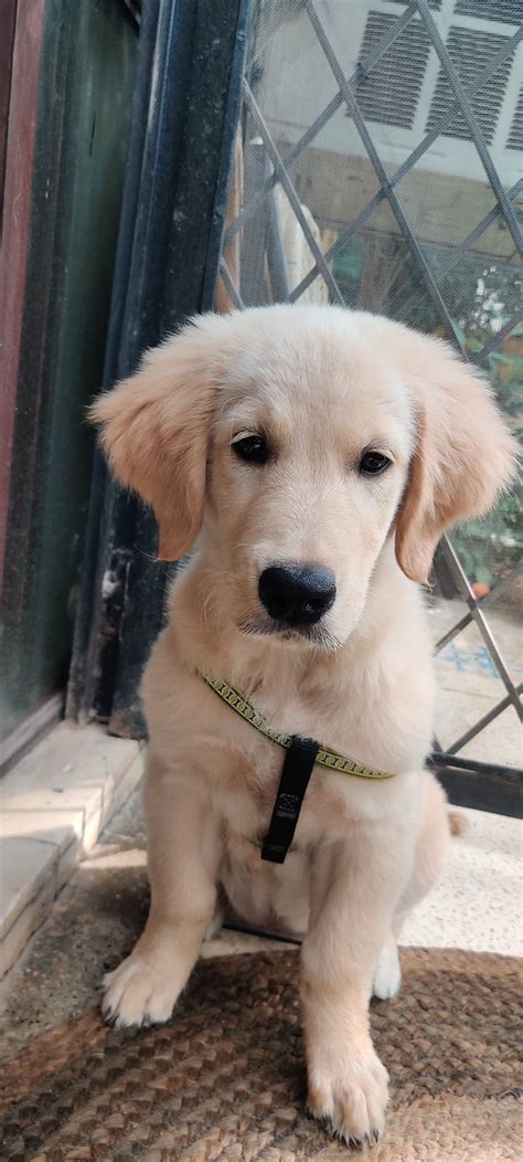 3 Month Old Golden Retriever Puppy For Adoption In Delhi Adopt Dog
