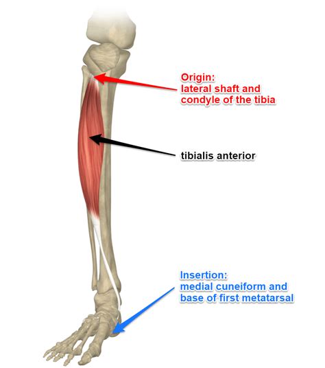 The Tibialis Anterior Muscle With Images Muscle Lower