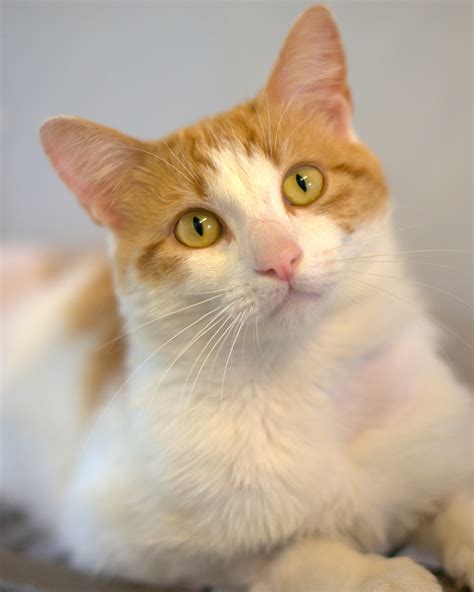 Teo Male Domestic Short Hair Cat In Nsw Petrescue