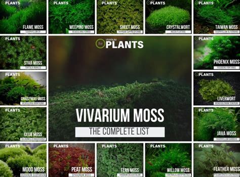 Complete List Of Vivarium Moss And Care Guide Tips Bantamearth