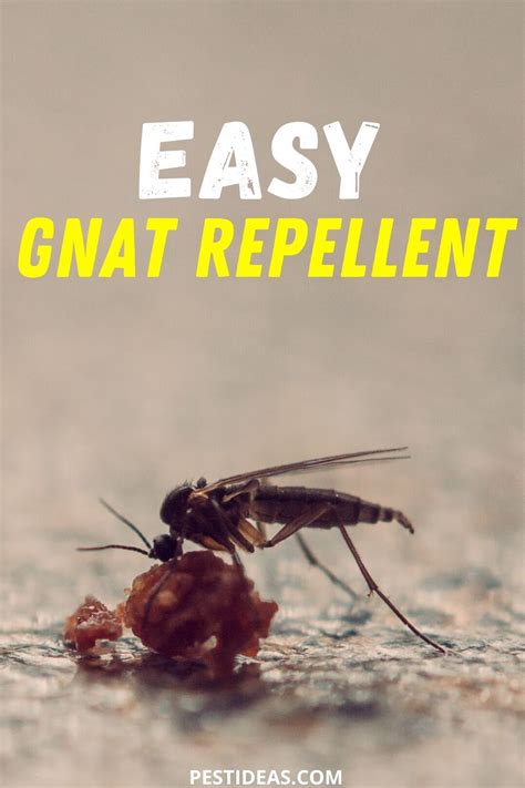 Easy Gnat Repellent In 2020 How To Get Rid Of Gnats Gnat Bites Gnats
