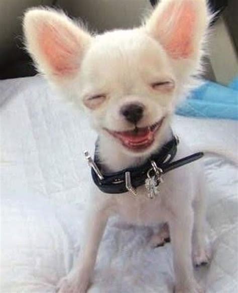 Pin On Smiling Chihuahua