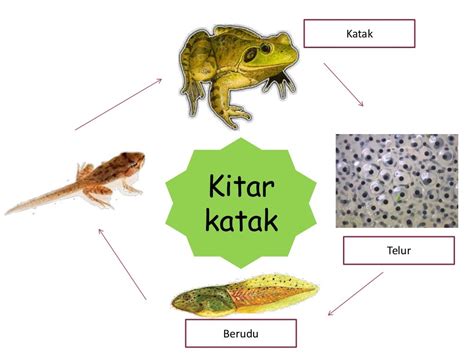 Kitaran Hidup Haiwan Kitar Hidup Haiwan Sains Tahun 2 Science Quiz Riset