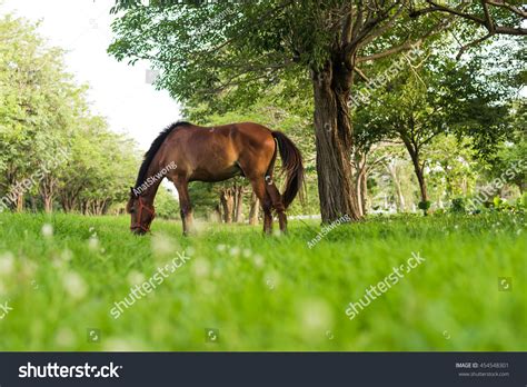 Horse Eating Over 69510 Royalty Free Licensable Stock Photos