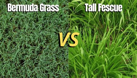 Bermuda Vs Tall Fescue Whats Better For My Lawn The Backyard Pros
