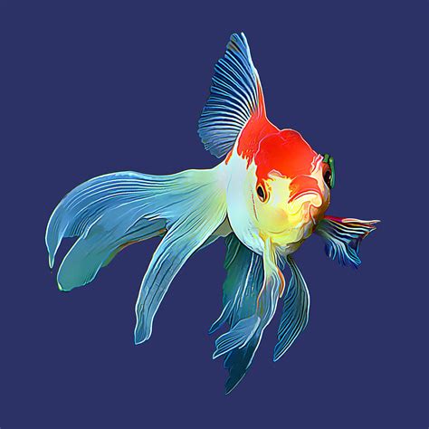 Fantail Goldfish Photograph By Wernher Krutein