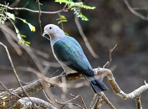 The Life Journey In Photography Green Imperial Pigeon Wilpattu