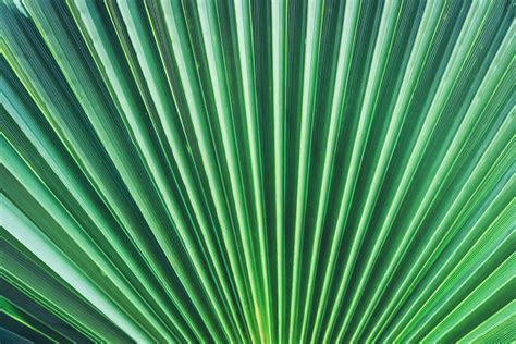 11 Palm Leaves Textures ~ Texturesworld