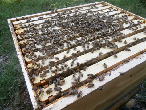 Some points need to be considered in relation to backyard beekeeping: Beekeeping for Beginners | Buzz Beekeeping Supplies