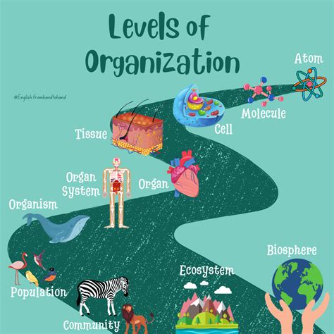 Levels Of Organization In 2022 Learn English Ecosystems Learning