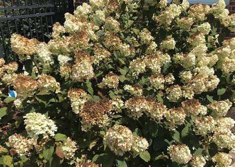 I have an endless summer hydrengea newly planted this spring, it has beautiful pink flowers and they are now turning brown. Why Are My White Hydrangea Blooms Turning brown ...