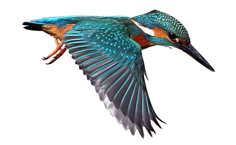 Kingfisher Bird Png Pic Png Arts