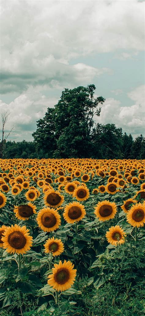 Aesthetic Sunflower Field Sunflowers Aesthetics Cloud Flower