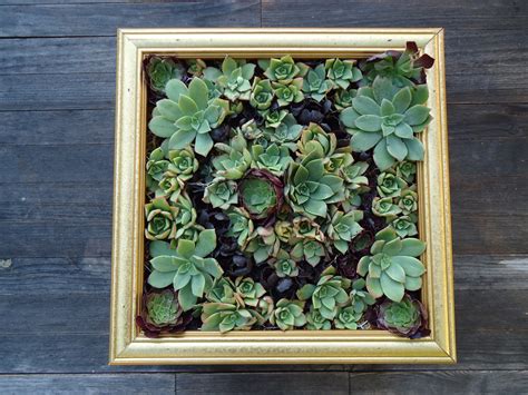 Succulent Wall Art 9 Steps With Pictures Instructables
