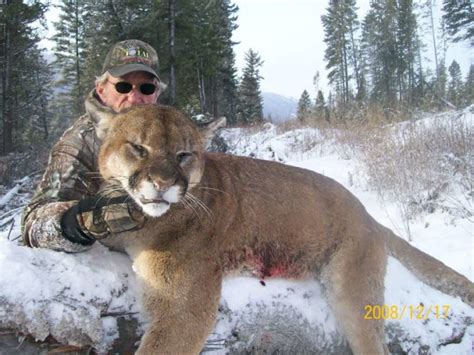 Then notice the difference in size, the dog, a rhodesian ridgeback, is 24 at the shoulder and weighs in at 72lbs. High Sucess Mountain Lion hunts in British Columbia. | TOA