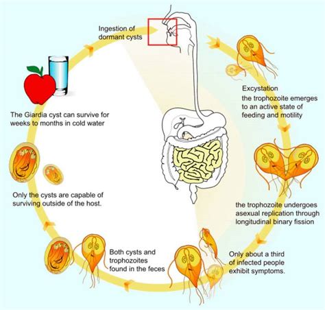 Giardia Lamblia Cyst Diagram