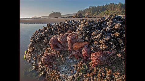 Visit Olympic National Park Amazing National Park In Port
