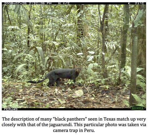 Texas Cryptid Hunter New Black Panther Reports