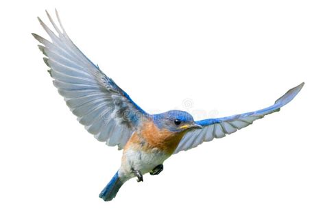 Male Eastern Bluebird Sialia Sialis In Flight Showing Wing Expanded