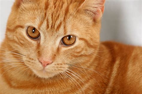 Free Stock Photos Rgbstock Free Stock Images Ginger Cat