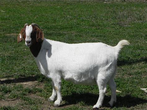 Live Boer Goats By Mansour Aldoaij Trading Est Live Boer Goats From