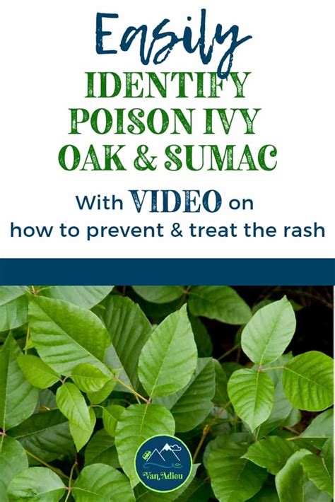 Identify Poison Ivy Oak And Sumac And How To Prevent A Rash Video