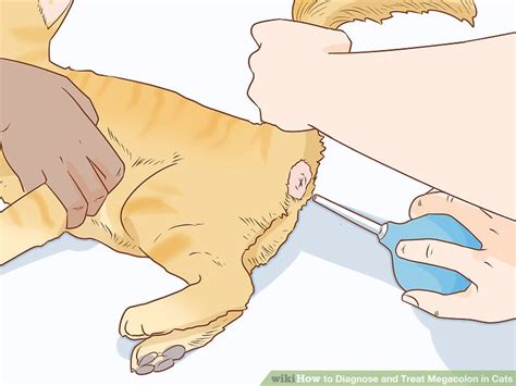 Megacolon is a condition of extreme dilation and poor motility of the colon, usually combined with accumulation of fecal home care for megacolon is to maintain a proper diet and exercise. 3 Ways to Diagnose and Treat Megacolon in Cats - wikiHow