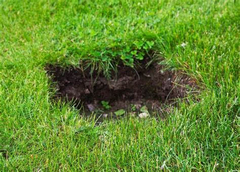 Holes In Lawn Causes How To Get Rid Of Them