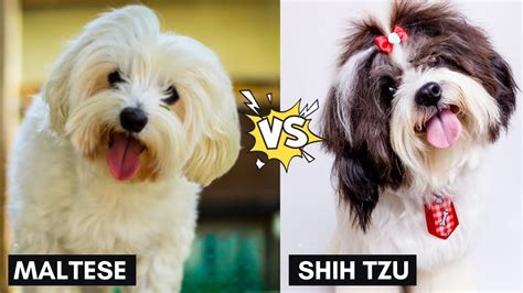 Maltese Vs Shih Tzu Differences Between Two Small Dog Breeds Youtube