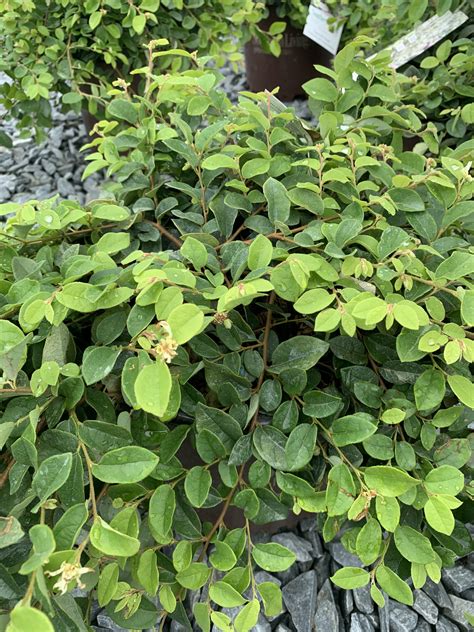 Loropetalum Emerald Snow Lathams Nursery