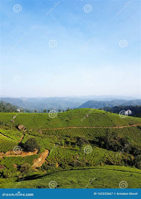 Landscape Photo Of Tea Garden At Munnar Kerala With Blue Sky And
