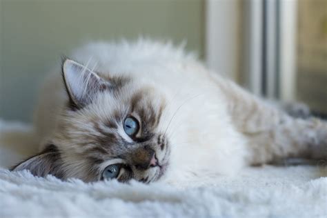 Learn what makes them so popular. Friendly Cat Breeds That Are Social and Loving | Reader's ...