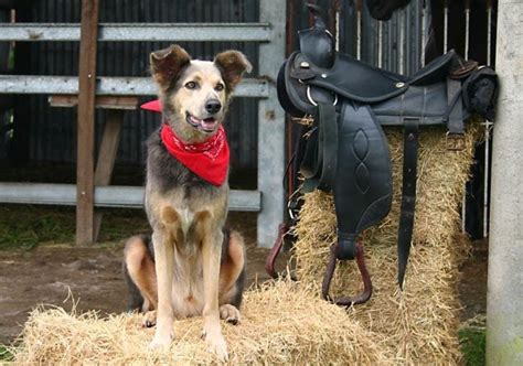 100 Western Dog Names Southern Cowboy And Country Ideas Hepper