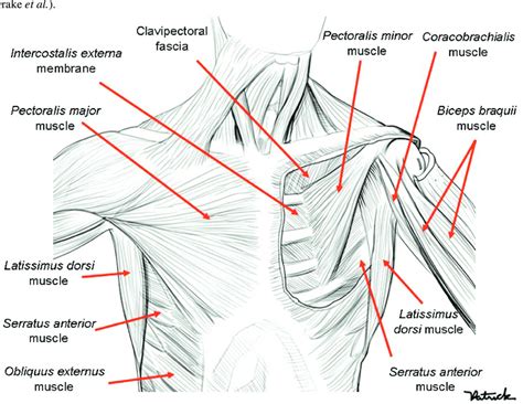 Chest Muscles Diagram Normal Anatomy Of The Pectorali