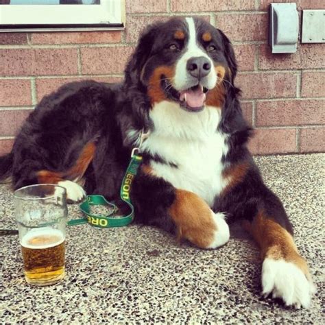 Common bernese mountain dog food allergies. Kiwanda Cream Ale | Bernese mountain dog, Dogs and puppies ...