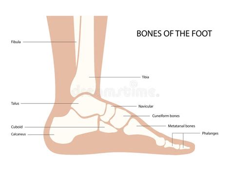 Foot Bones Anatomy Stock Vector Illustration Of Anatomy