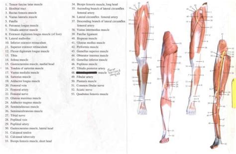 Two bones make up the lower arm. labeled muscles of lower leg - Yahoo Search Results ...