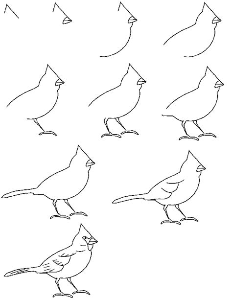 How To Draw A Cardinal Bird Step By Step For Beginners ~ Drawing