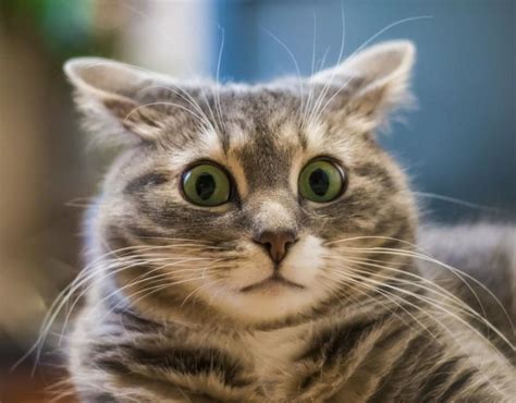The Utterly Stunned Kitten Meme The 50 Most Hilarious