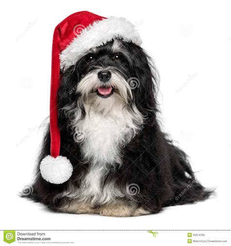 Funny Christmas Havanese Dog With Santa Hat And White Beard Stock Image