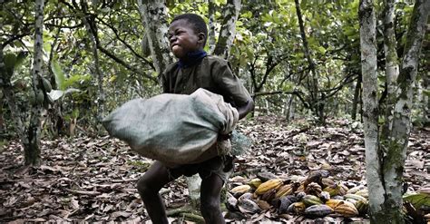 Stop Child Labor And Deforestation For Chocolate Rainforest Rescue