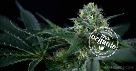 Benefits Of Organic Cannabis A How To Guide Sensi Seeds