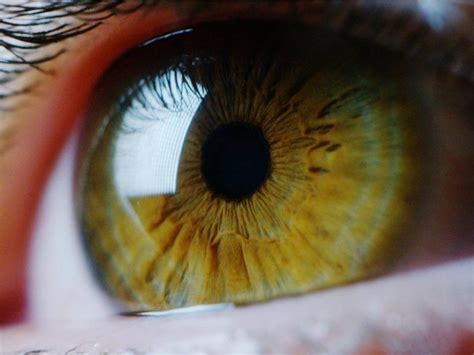 O Que é A Íris Do Olho Área Oftalmológica Avanzada
