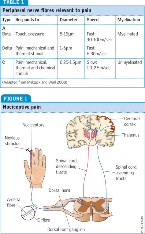 Figure 1 From Understanding The Experience And Physiology Of Pain