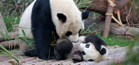 Giant Pandas Status Downgraded From Endangered To Vulnerable The